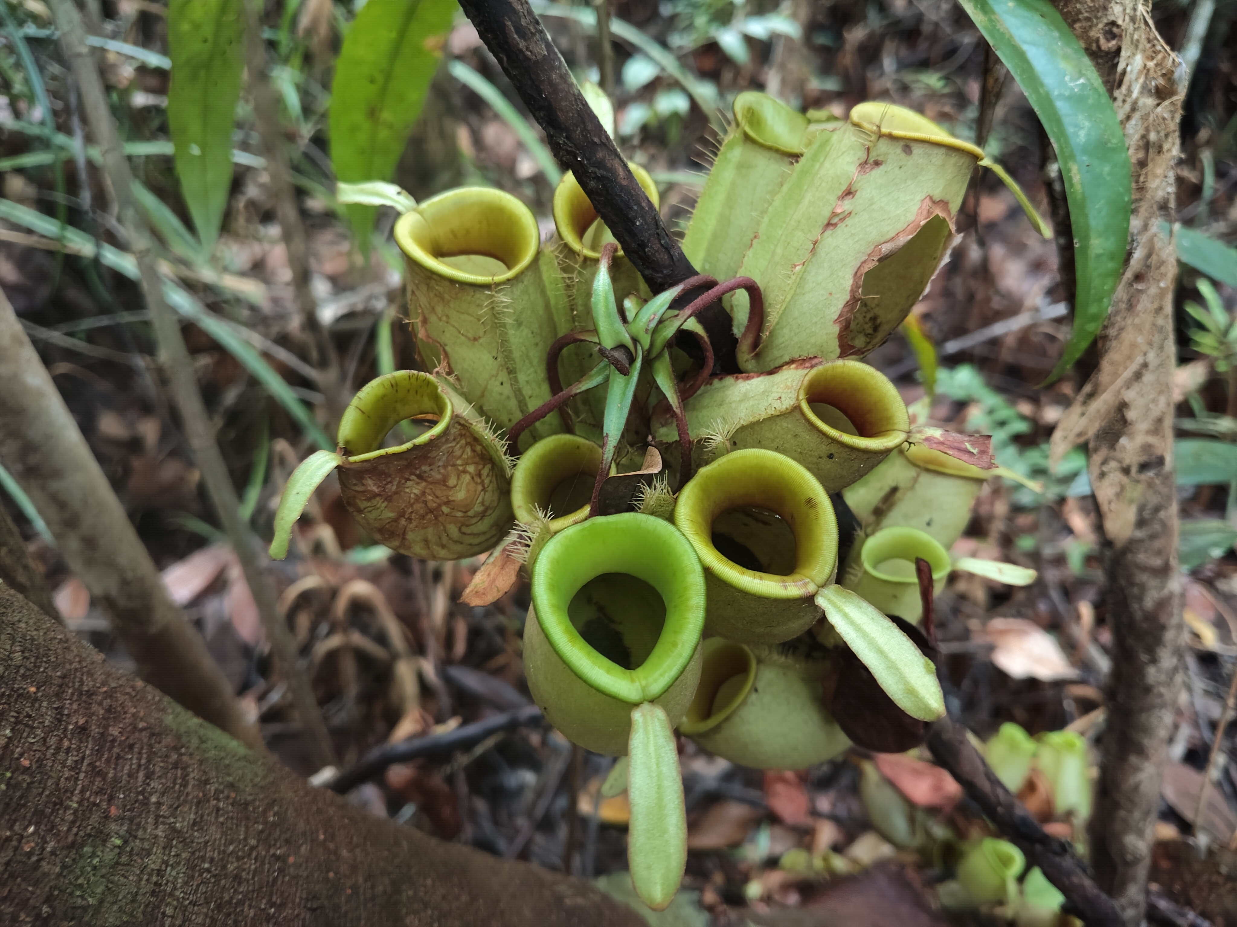 ‘Searching for’ Customary Forest in the Heart of a Wildlife Sanctuary