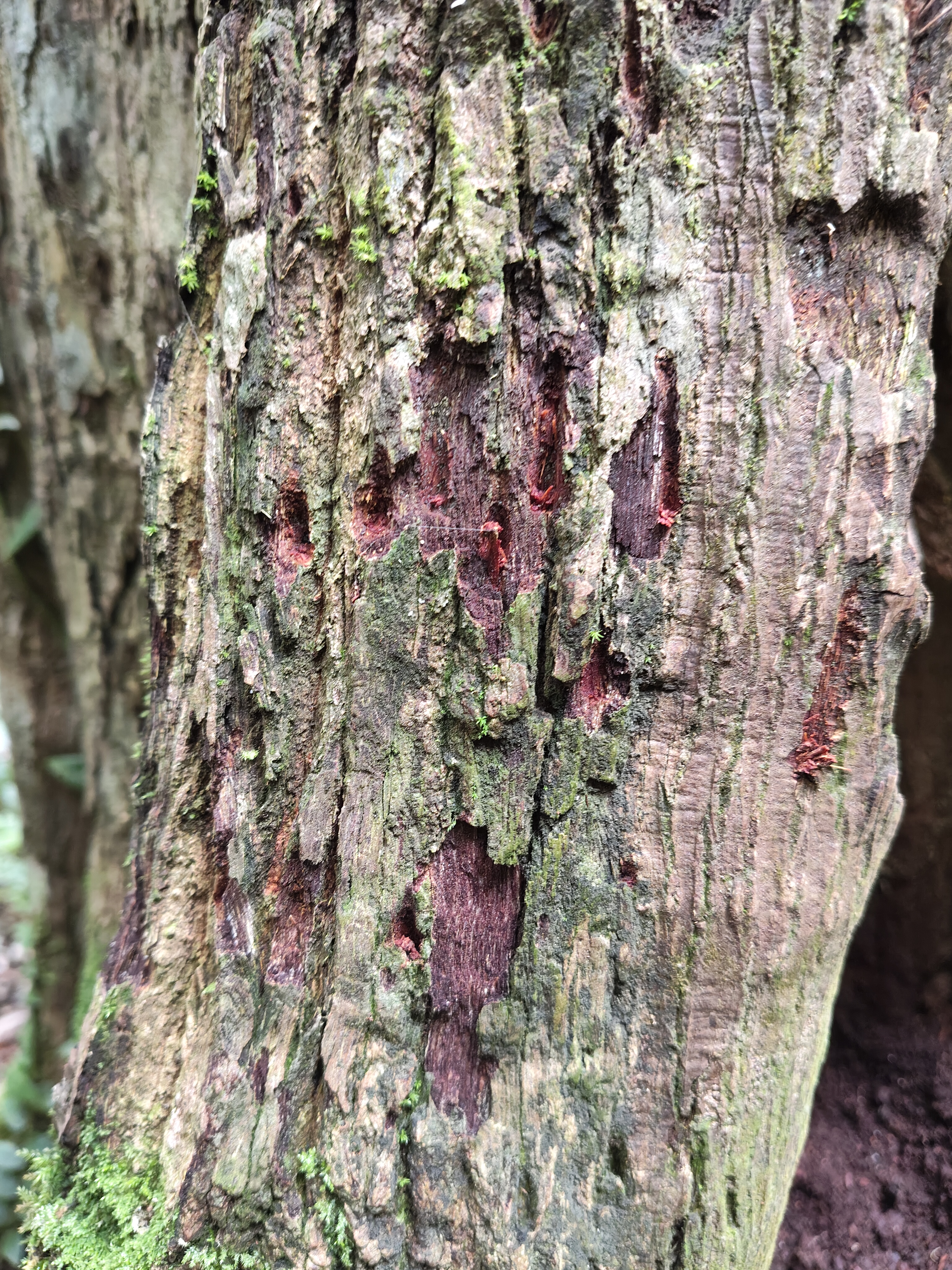 Hopes for Preserving the Remaining Jointly Managed Forests