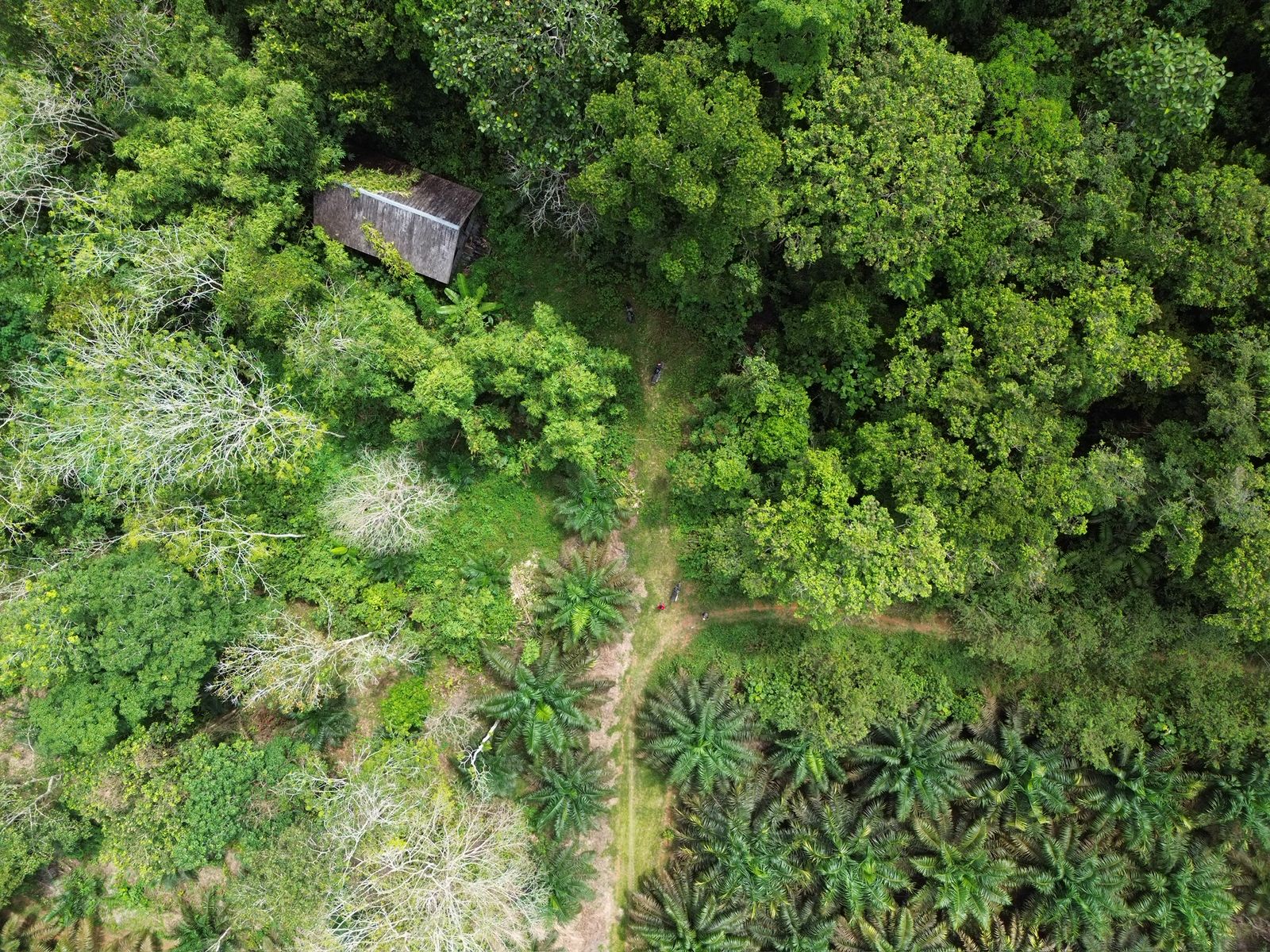 Forest as Cultural Heritage: Understanding the Perspective of Semantun Village Community
